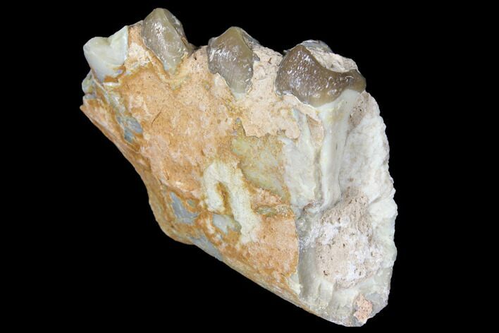 Oreodont (Merycoidodon) Jaw Section - South Dakota #128123